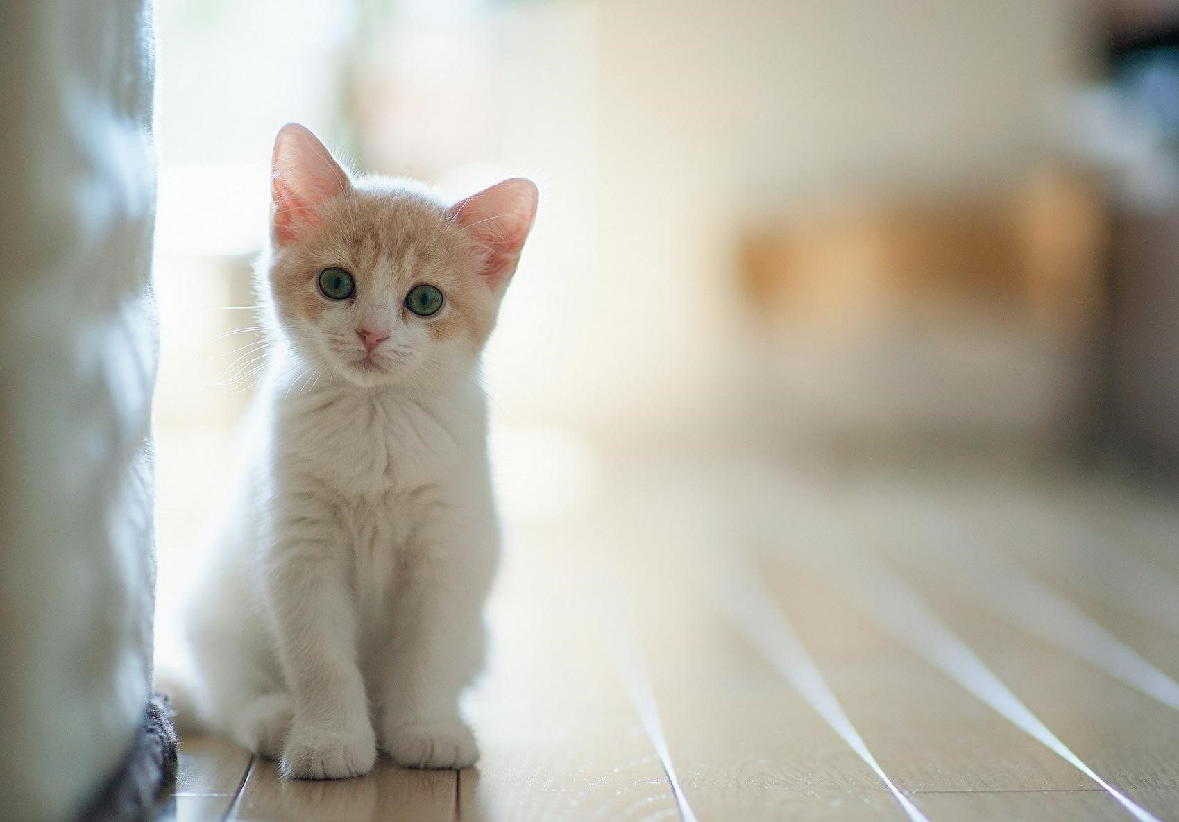 Kedilerin miyavlamasını insan diline çeviren uygulama geliştirildi