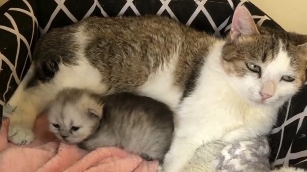 Çin’de somatik hücre nükleer transfer yöntemiyle bir orman kedisi klonlandı