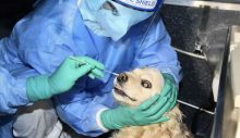Güney Kore’de evcil kedi ve köpeklere Kovid-19 testi uygulaması başladı