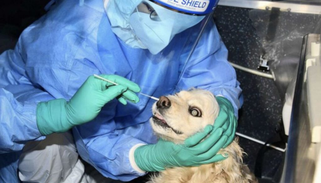 Güney Kore’de evcil kedi ve köpeklere Kovid-19 testi uygulaması başladı