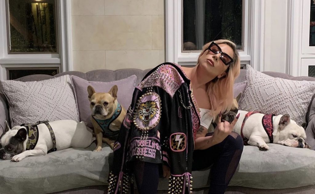 Köpekleri çalınan Lady Gaga, getirene 500 bin dolar ödül vaat etti