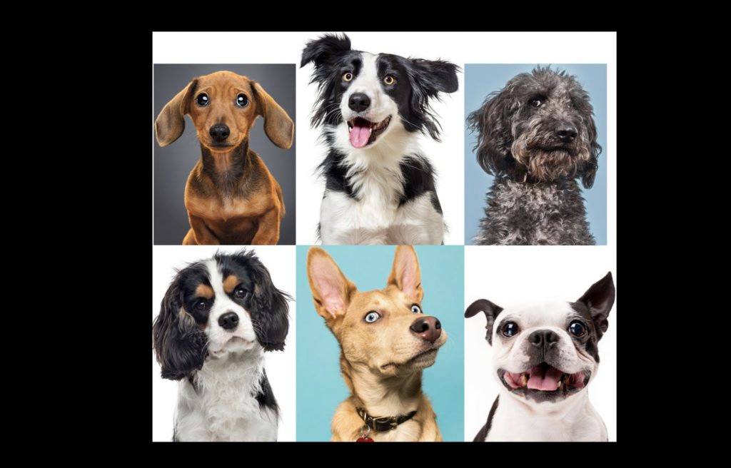 Köpeklerin kökenine ilişkin yeni çalışma: İlk kez 16 bin yıl önce Almanya’da evcilleştirilmiş olabilirler