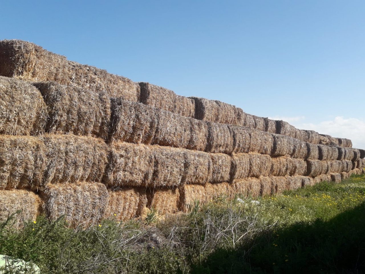 arpa bala