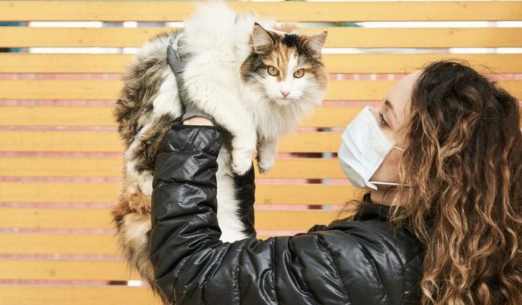 Sahibinden corona bulaşan kedi öldü