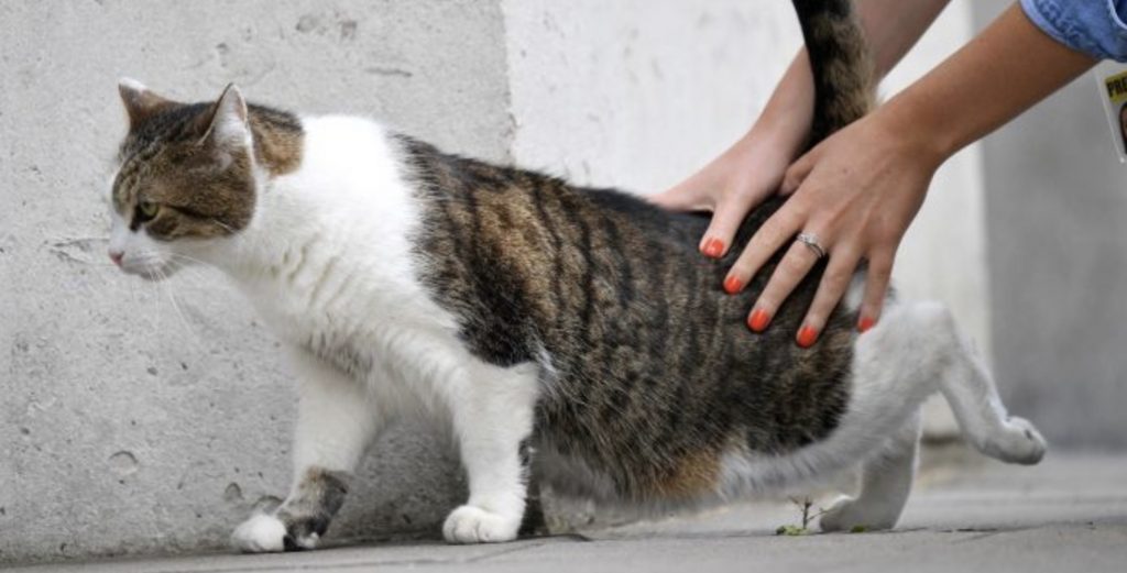 Avustralya Knox’ta kedilere sokağa çıkma yasağı