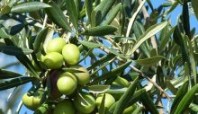 Girne ilçesinde yerli zeytin hasadı 23 Eylül’de başlıyor