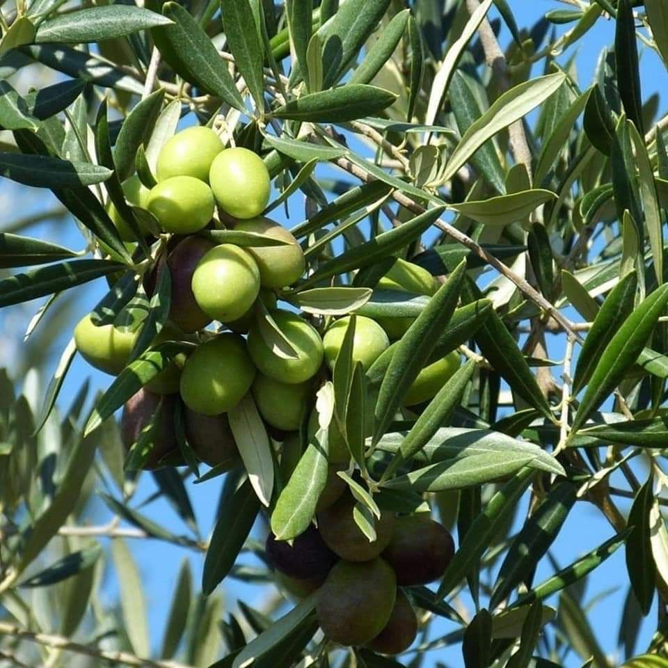 Girne ilçesinde yerli zeytin hasadı 23 Eylül’de başlıyor