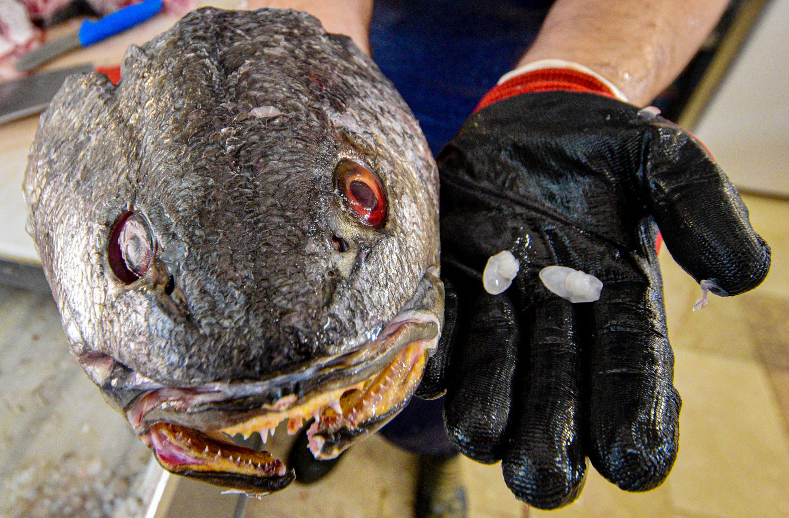 balik-70-kafasindaki-tas-600-lira_2841_dhaphoto5-scaled