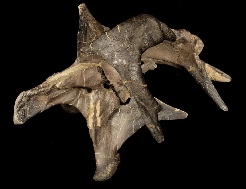 İki yeni dinozor türü keşfedildi