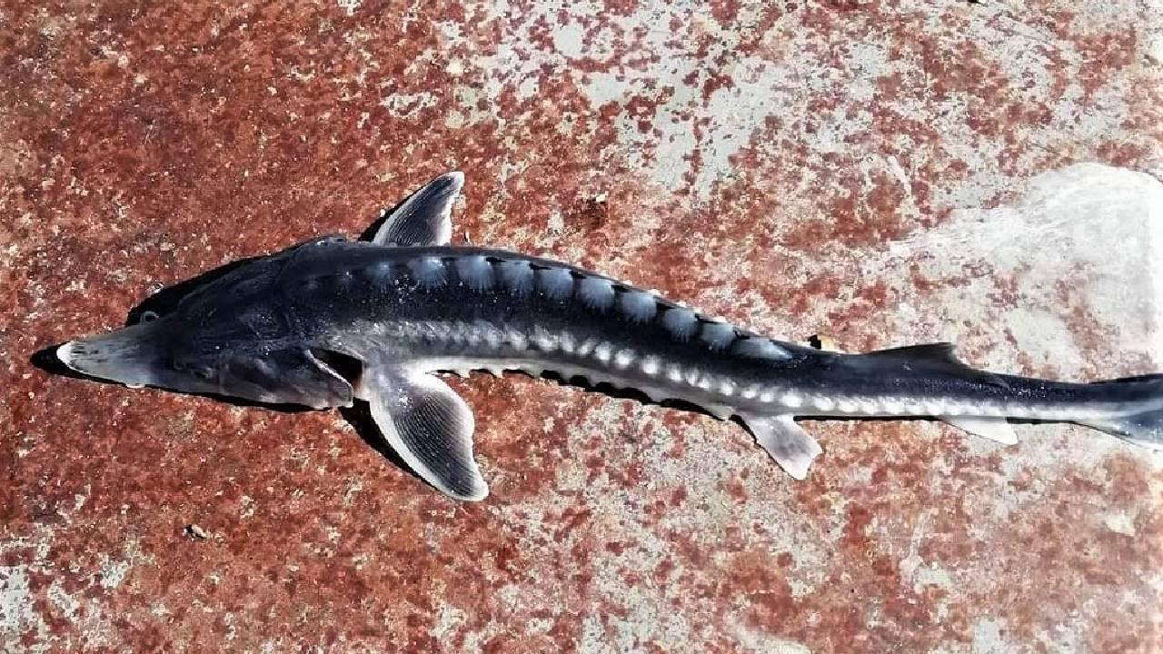 mersin-baligi-iha-1682324