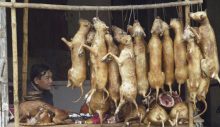 Vietnam’da turistik kent Hoi An kedi ve köpek tüketimini yasaklıyor