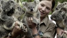 Avustralya Hükümeti koala nüfusunun korunması için 35 Milyon Dolar ayırdı