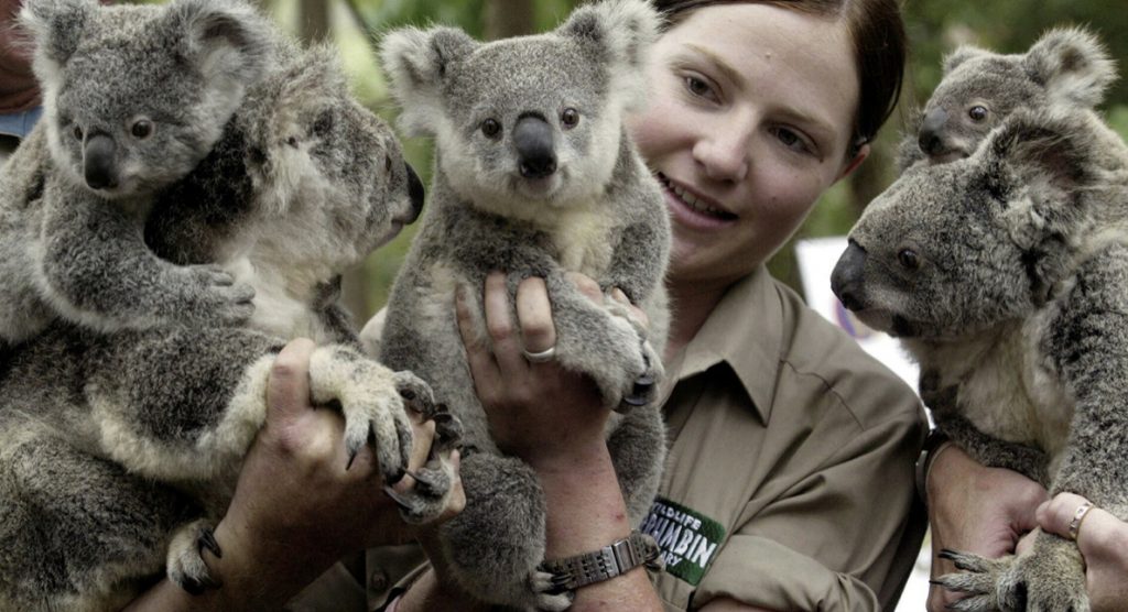 Avustralya Hükümeti koala nüfusunun korunması için 35 Milyon Dolar ayırdı