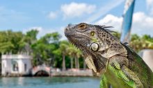 “İguana Yağabilir”