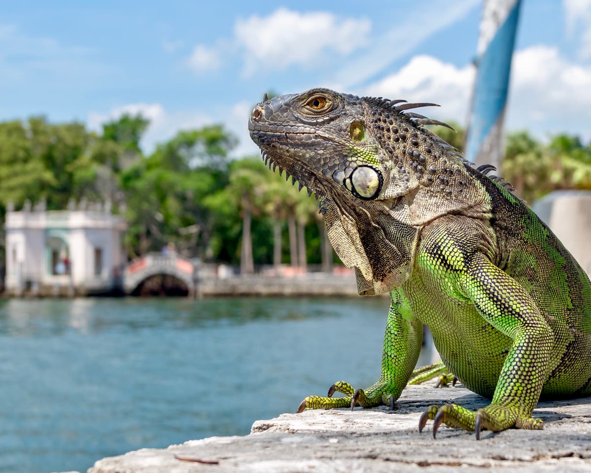 “İguana Yağabilir”