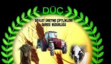 Devlet Üretme Çiftliği kasaplık hayvan satışı yapacak