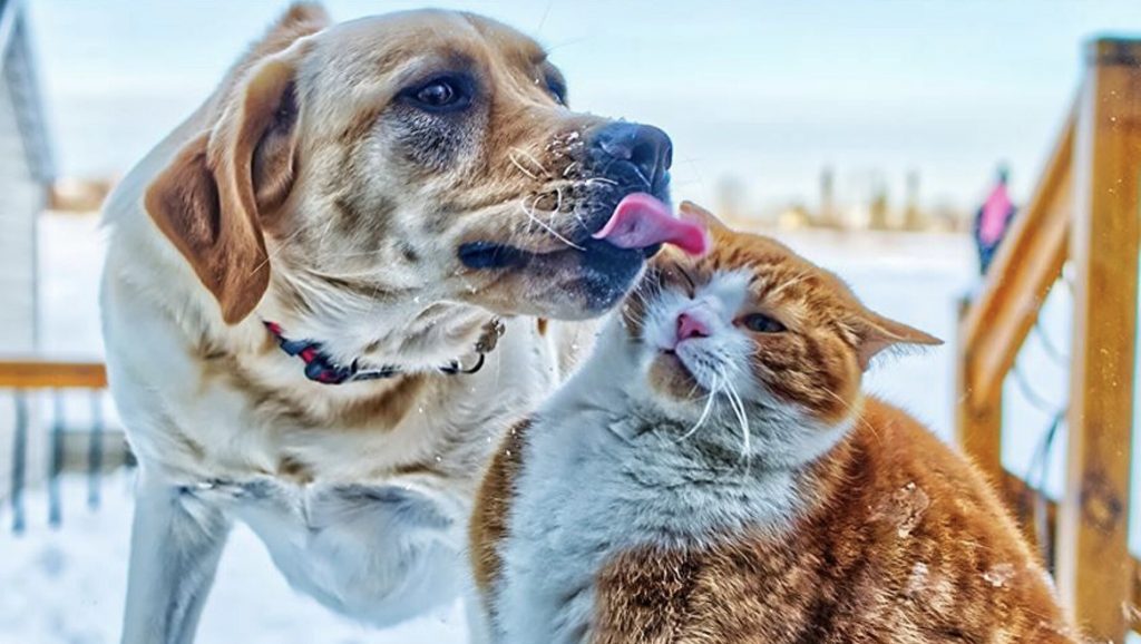 2021’in en popüler kedi ve köpek isimleri açıklandı
