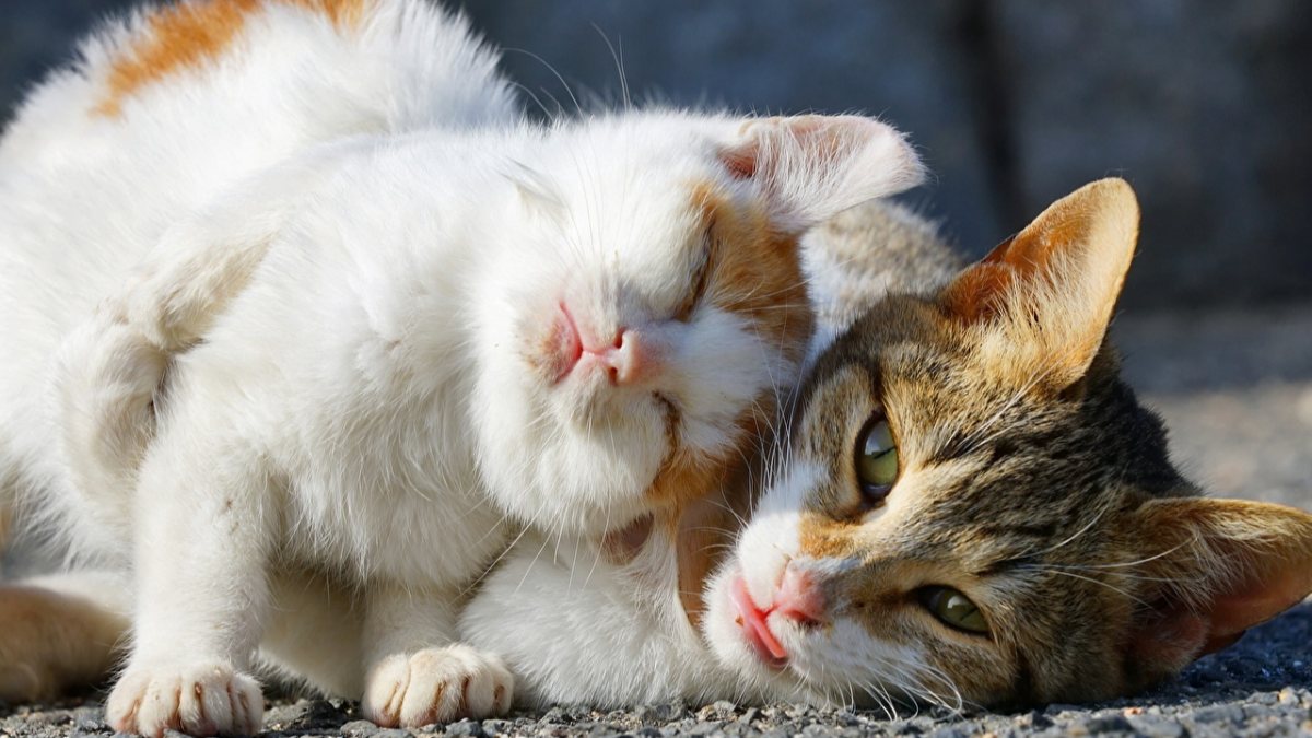 kedi