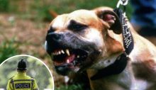 İngiltere’de 2 yaşındaki çocuk köpek saldırısında hayatını kaybetti
