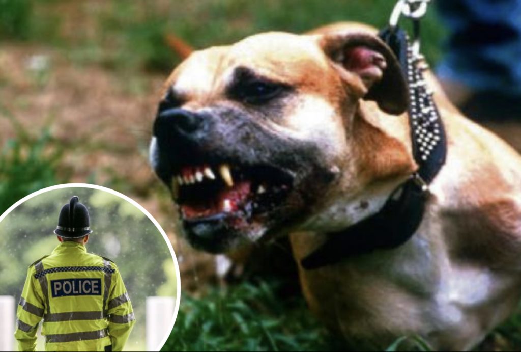 İngiltere’de 2 yaşındaki çocuk köpek saldırısında hayatını kaybetti