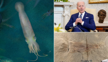Dinozorlardan daha yaşlı, 10 kollu vampir mürekkep balığı fosiline Joe Biden adı verildi