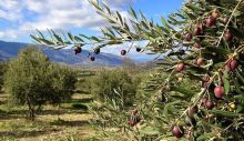 Zeytin hırsızı suçüstü yakalandı