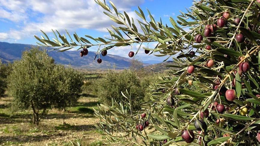 Zeytin hırsızı suçüstü yakalandı