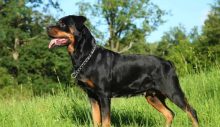 Limasol’da 8 yaşındaki çocuğa Rottweiler saldırdı