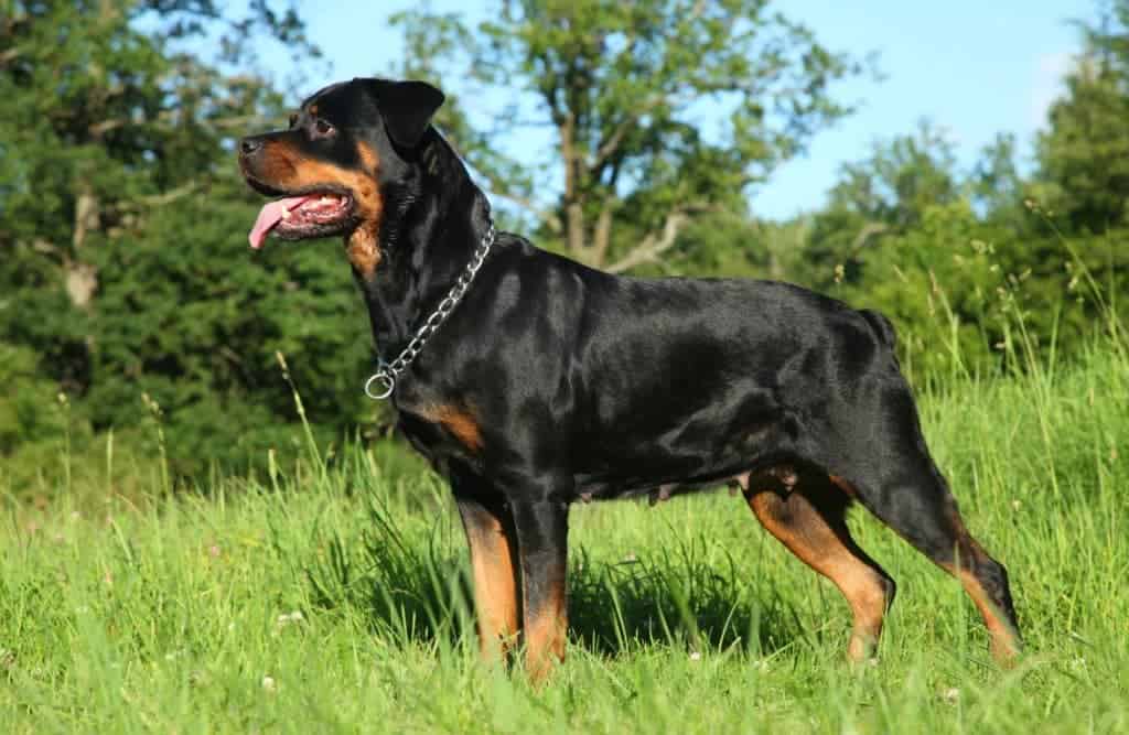 Limasol’da 8 yaşındaki çocuğa Rottweiler saldırdı