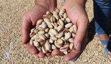 Silahlı ‘fıstık’ nöbeti: Kilosu 170 lira