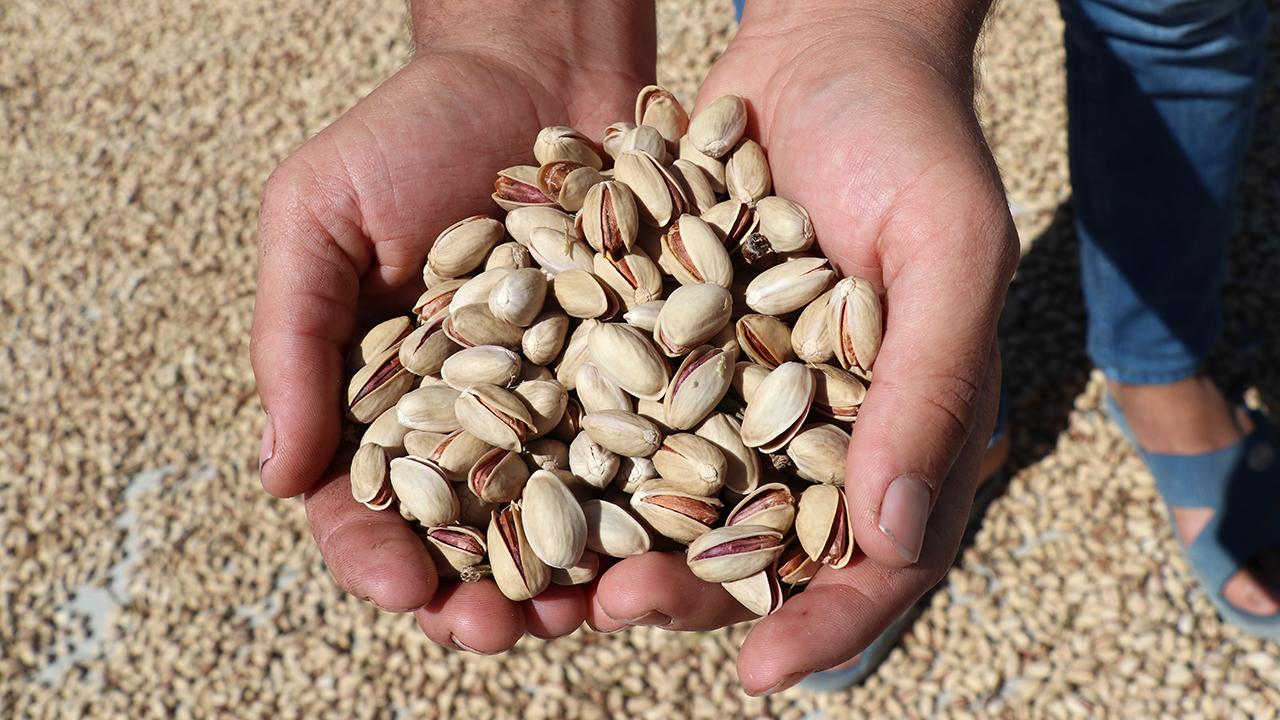 Silahlı ‘fıstık’ nöbeti: Kilosu 170 lira