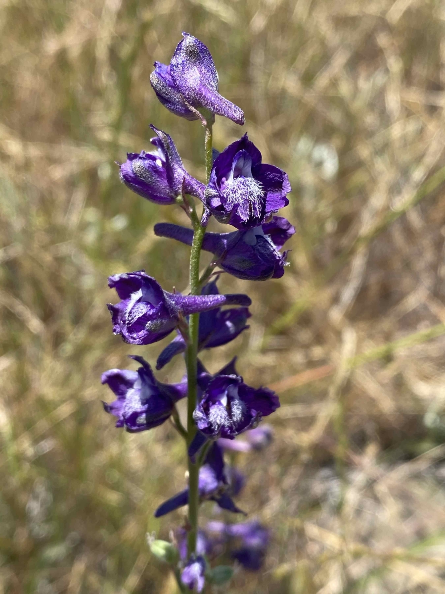 Delphinium Caseyi