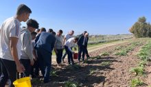 Oğuz, arıtılmış atık suyla enginar üretimi deneme alanında incelemelerde bulundu