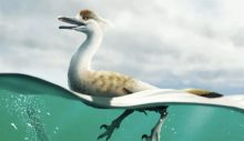 Yeni bir dinozor türü keşfedildi