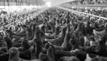 Güney Kıbrıs’taki kuş gribi vakalarıyla ilgili endişeye gerek olmadığı açıklandı