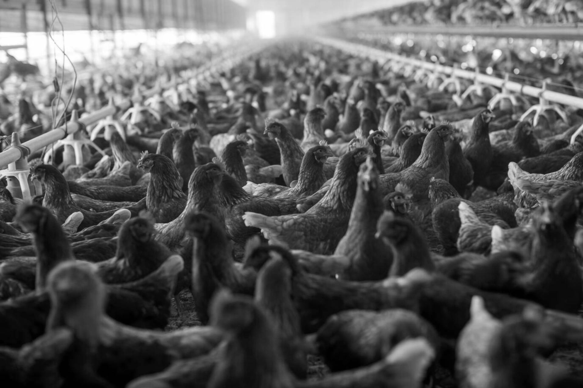 Güney Kıbrıs’taki kuş gribi vakalarıyla ilgili endişeye gerek olmadığı açıklandı