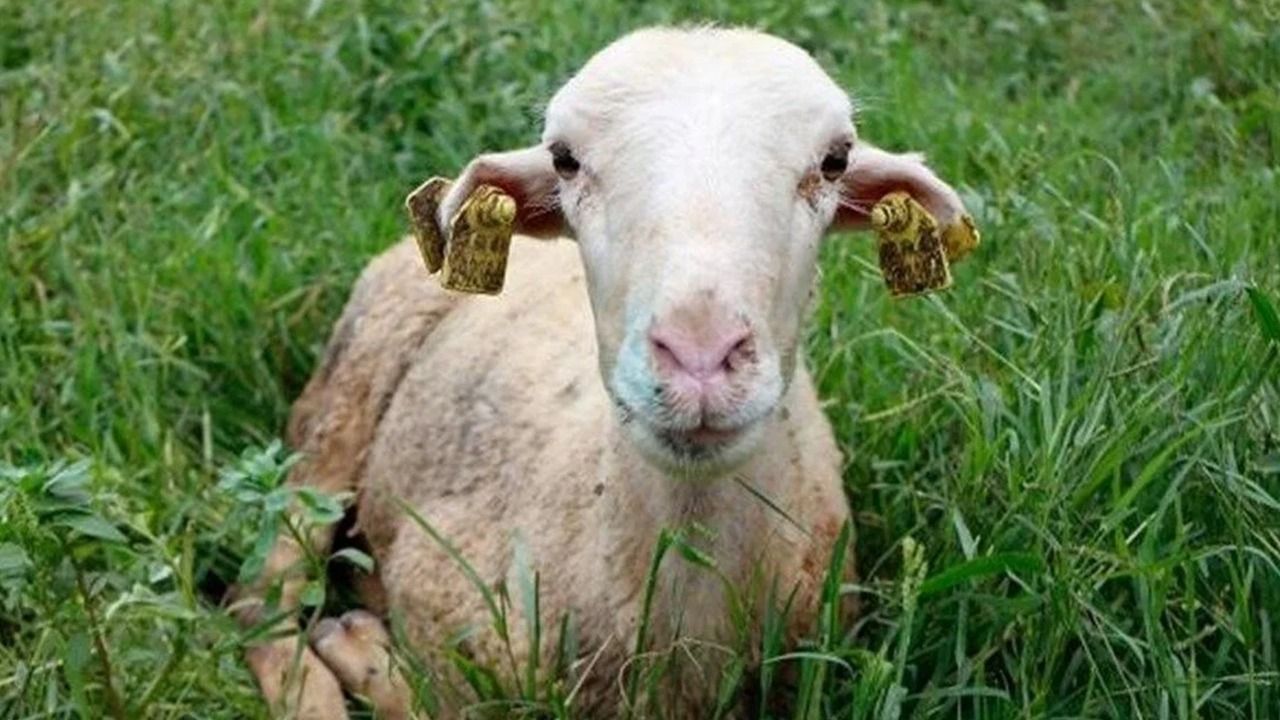 Güney Kıbrıs’ta Mavi Dil hastalığı saptandı