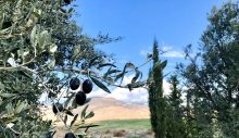 Zeytin ağaçlarını kökünden kesip çaldı