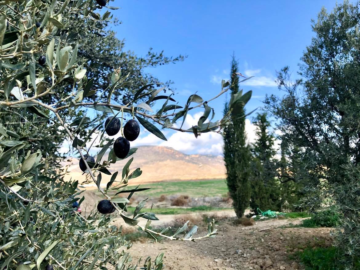 Zeytin ağaçlarını kökünden kesip çaldı