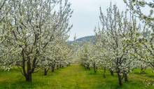 Baharın Müjdecisi Nevruz Bayramı Kutlu Olsun