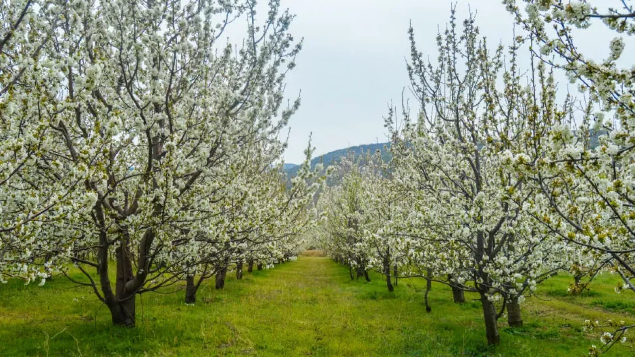 Baharın Müjdecisi Nevruz Bayramı Kutlu Olsun