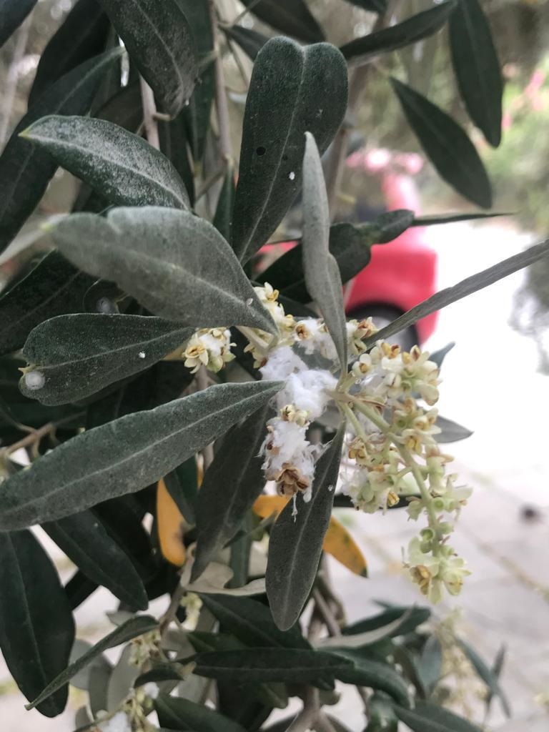 Zeytin üreticilerine, halkalı leke hastalığı ve zeytin pamuklu biti hakkında uyarı