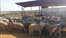 Kasaplık kuzu ve koyunlar canlı ağırlık üzerinden satılacak
