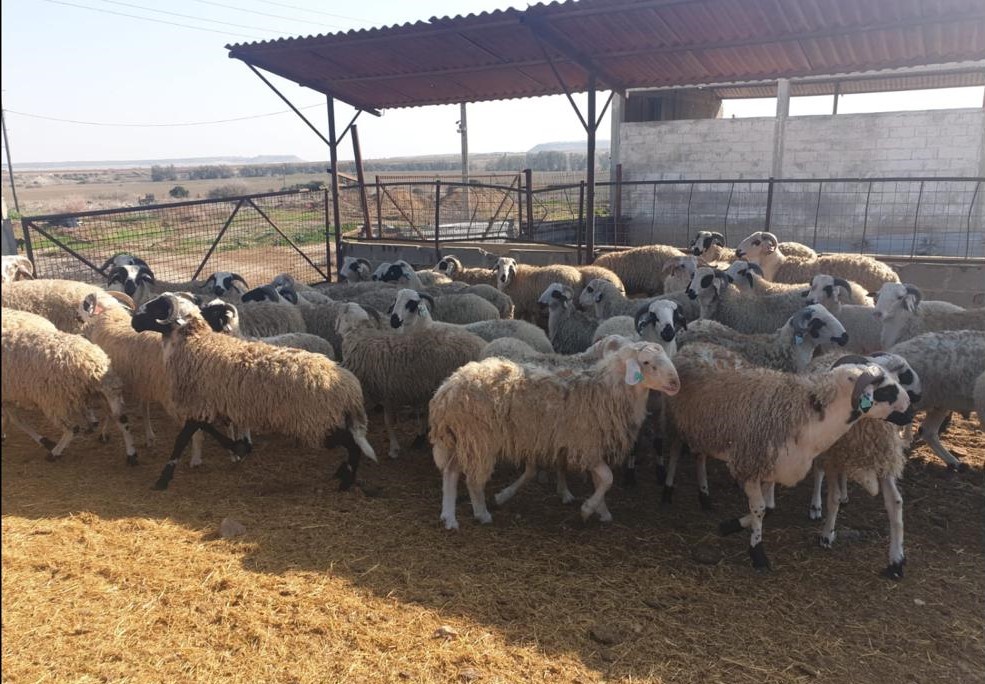 Kasaplık kuzu ve koyunlar canlı ağırlık üzerinden satılacak