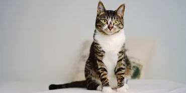 2026-02-20-kedi-unsplash.webp.webp