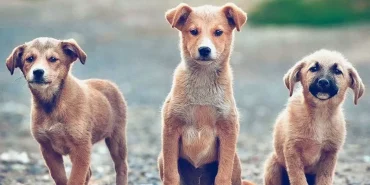 v2sokakhayvan-1712217597.webp.webp