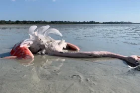 1775648925438flamingo-1.png