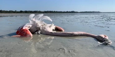 1775648925438flamingo-1.png