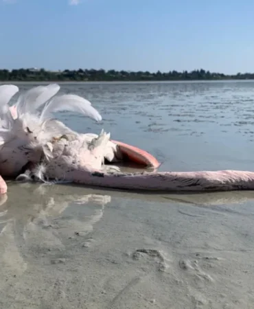 1775648925438flamingo-1.png