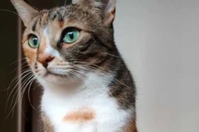 kedi-4.jpg